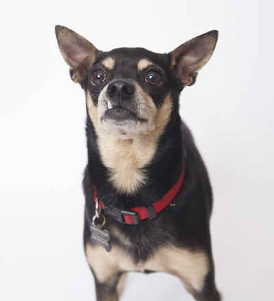 Taz