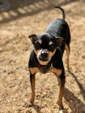 Taz