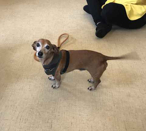 Dobby
