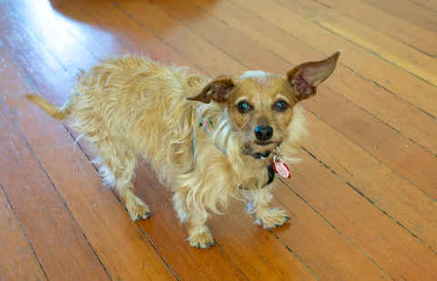Peggy