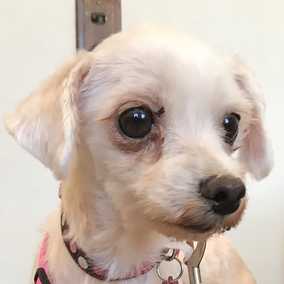 Dottie