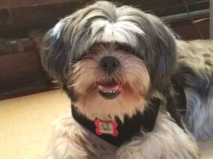 Chester