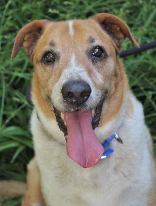 Toby