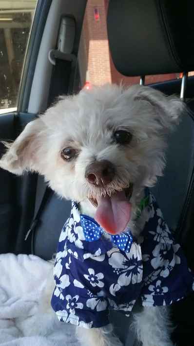 Benji