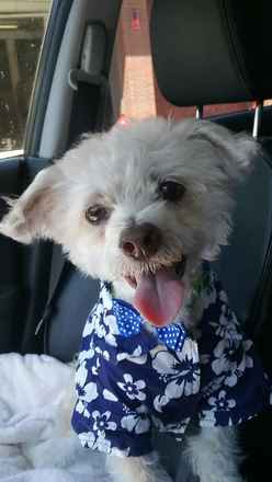 Benji