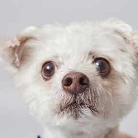 Benji