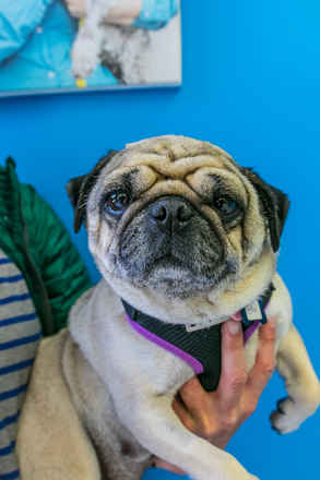 Ethel