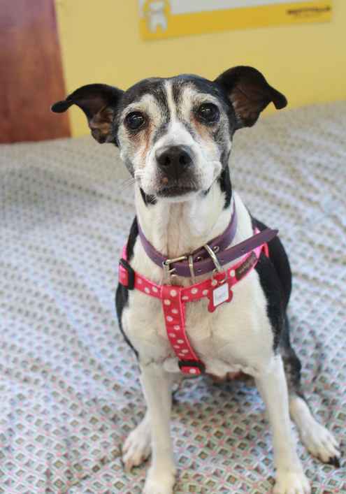 Pepper