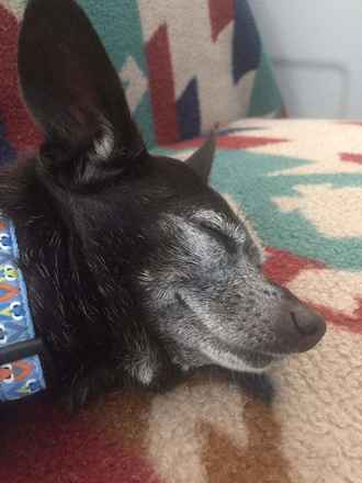 Bolt