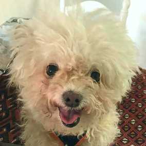 Mopsy