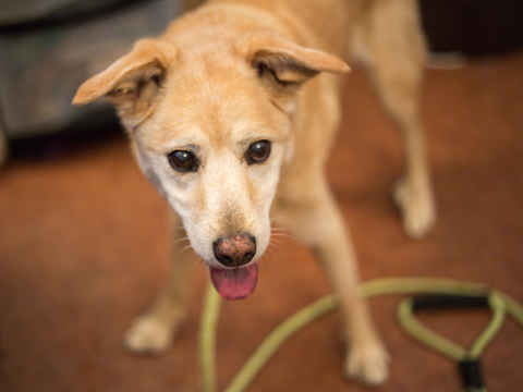Scout