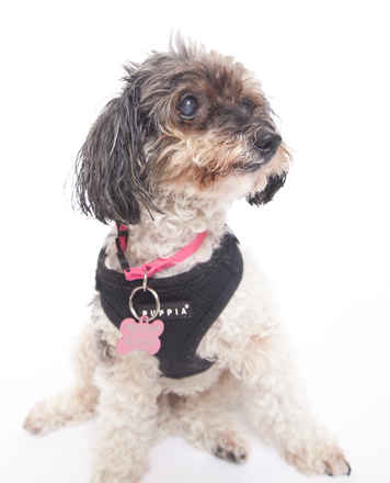 Dolly