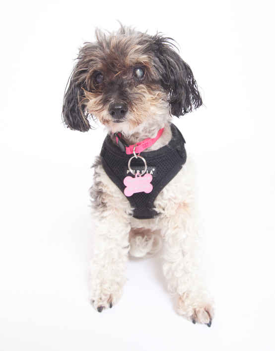 Dolly