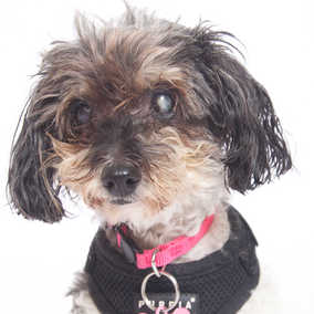 Dolly