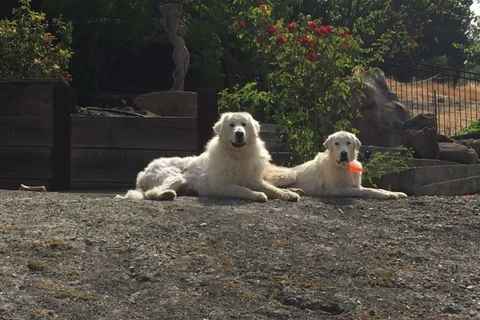 Fluff
