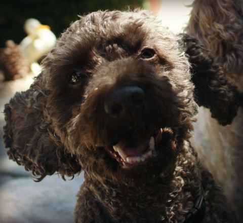 Buddy and Buster