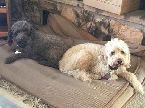 Buddy and Buster