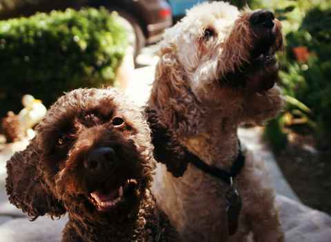 Buddy and Buster