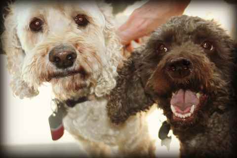 Buddy and Buster