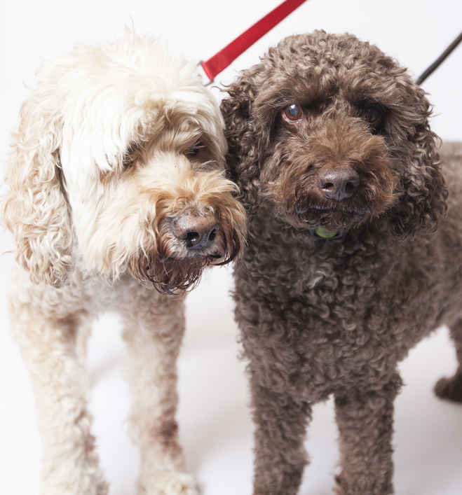Buddy and Buster