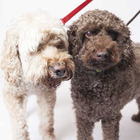 Buddy and Buster
