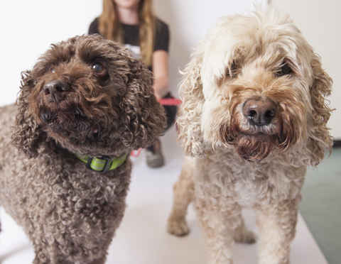 Buddy and Buster