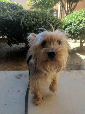 Phoebe