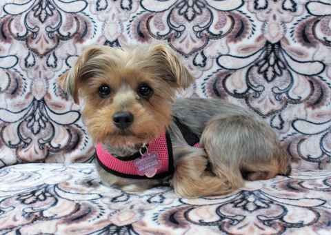 Phoebe