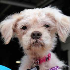 Gertie