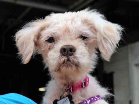 Gertie
