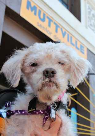 Gertie