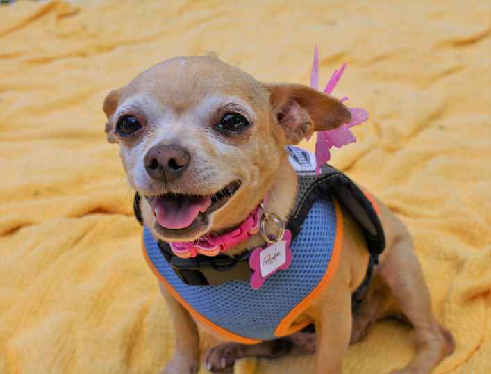 Trixie