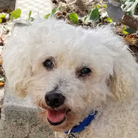 Kodie