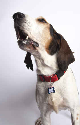 Buford
