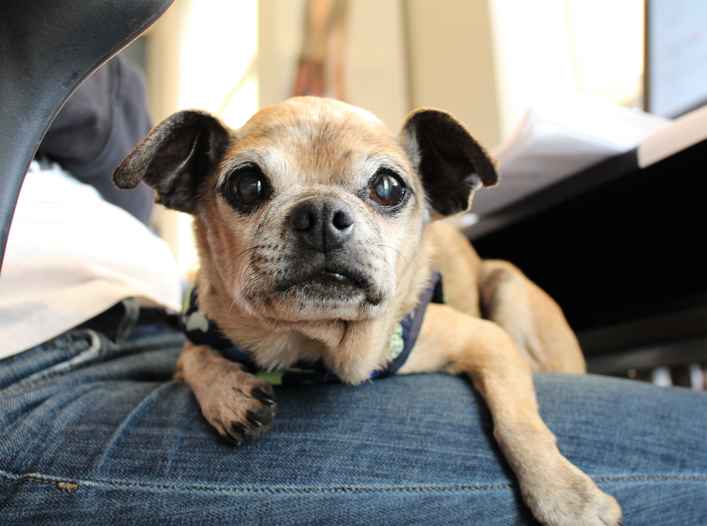 Pugaloo