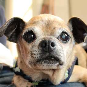 Pugaloo