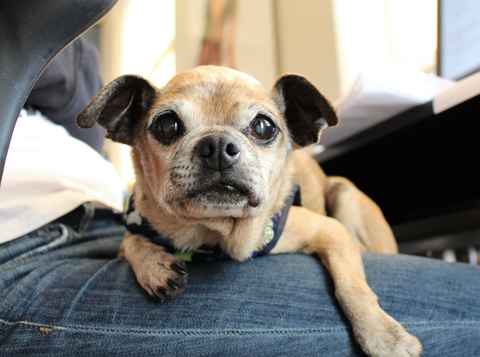 Pugaloo