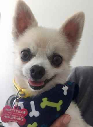 Loris