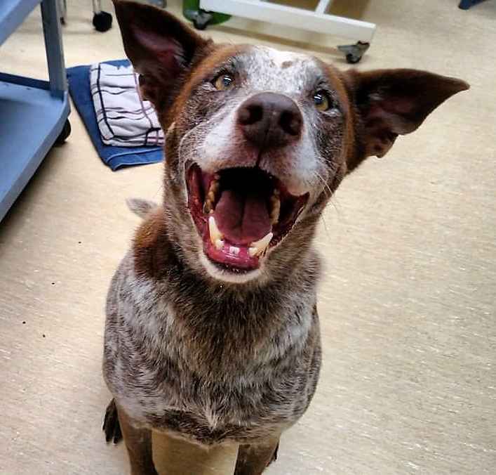 Oscar