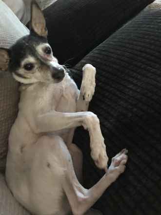 Mojo