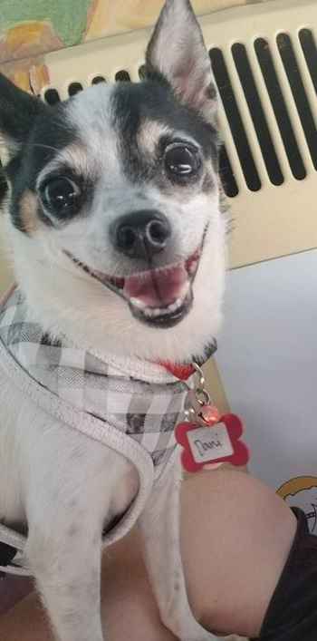 Dani