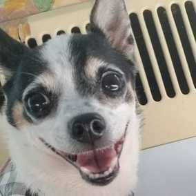 Dani