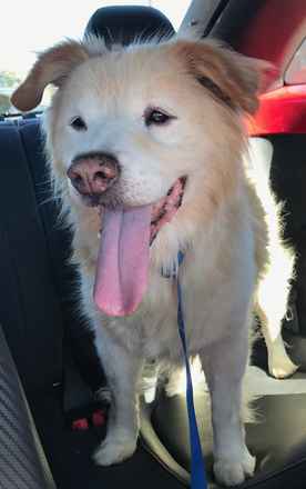 Fluffernutter