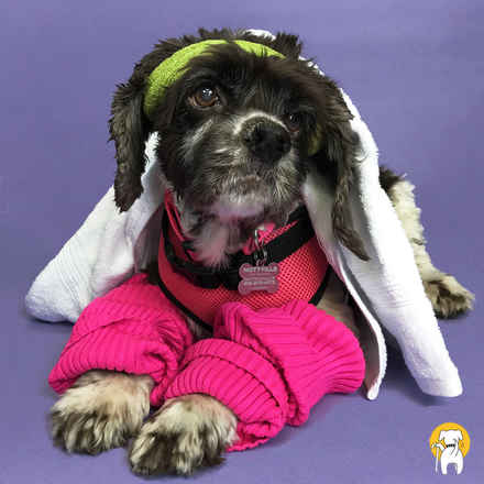 Mocha