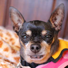 Veronica