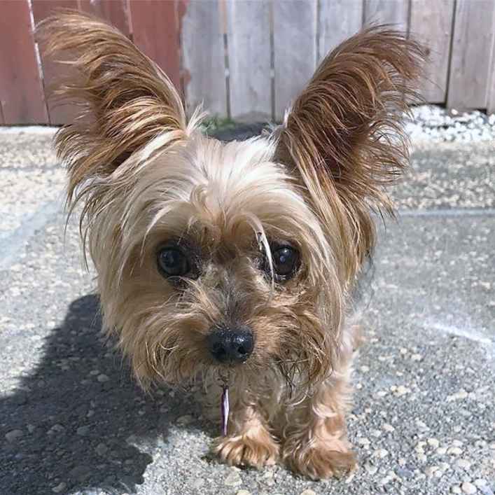 Lilly Bell