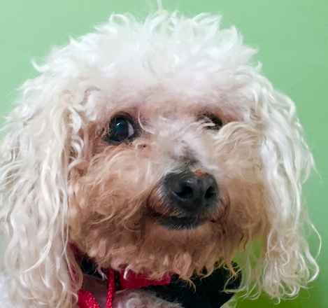 Viggo