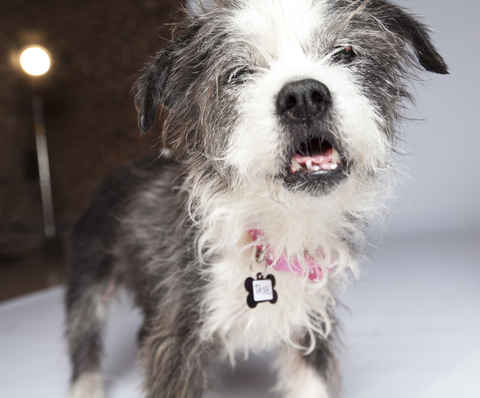 Trixie