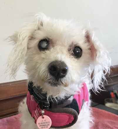Rosa