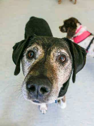 Bosun